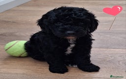 Cockapoo dogs for sale: ** BEAUTIFUL LITTER OF COCKAPOOS ** - Image 14