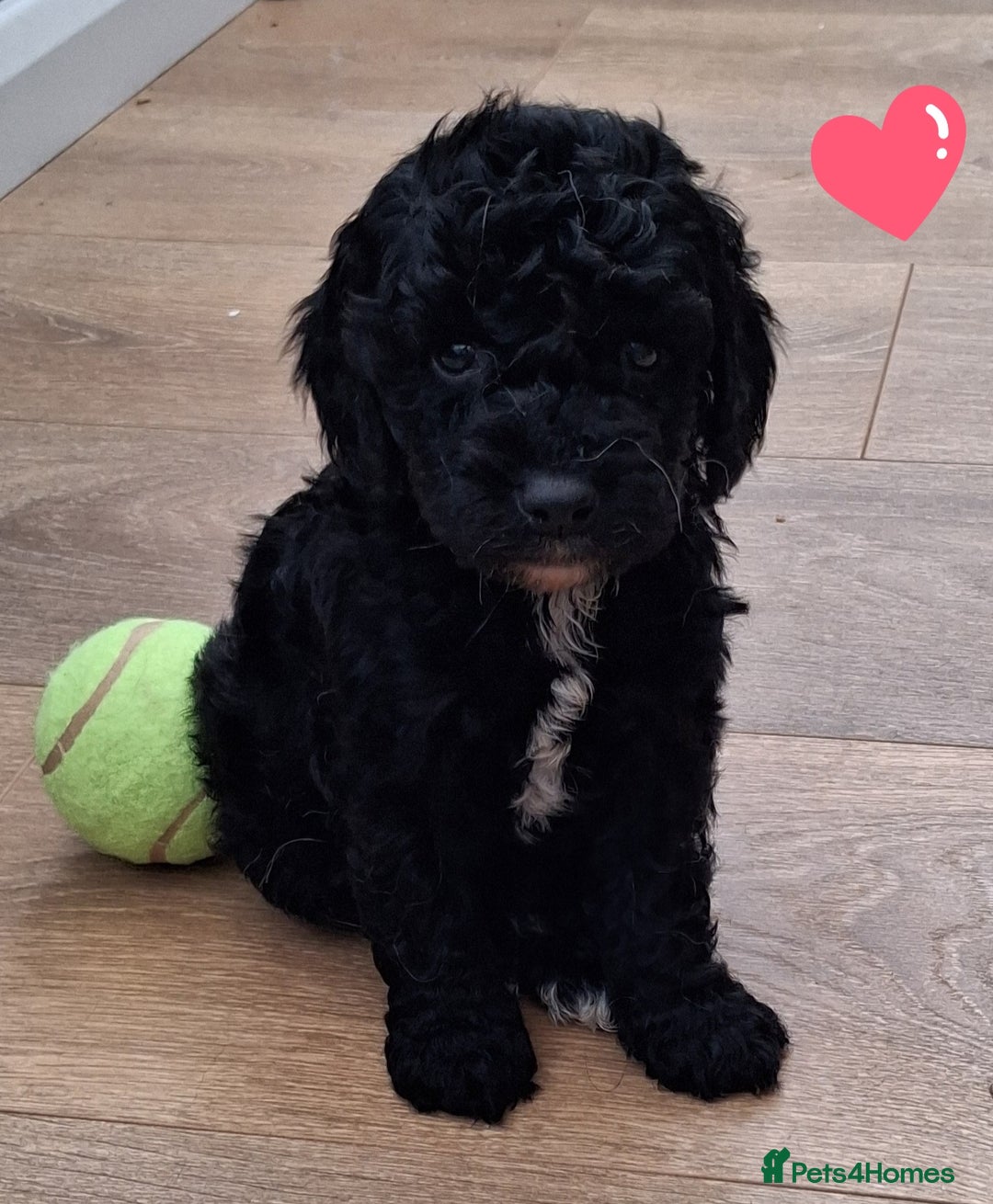 Cockapoo dogs for sale: ** BEAUTIFUL LITTER OF COCKAPOOS ** - Image 14