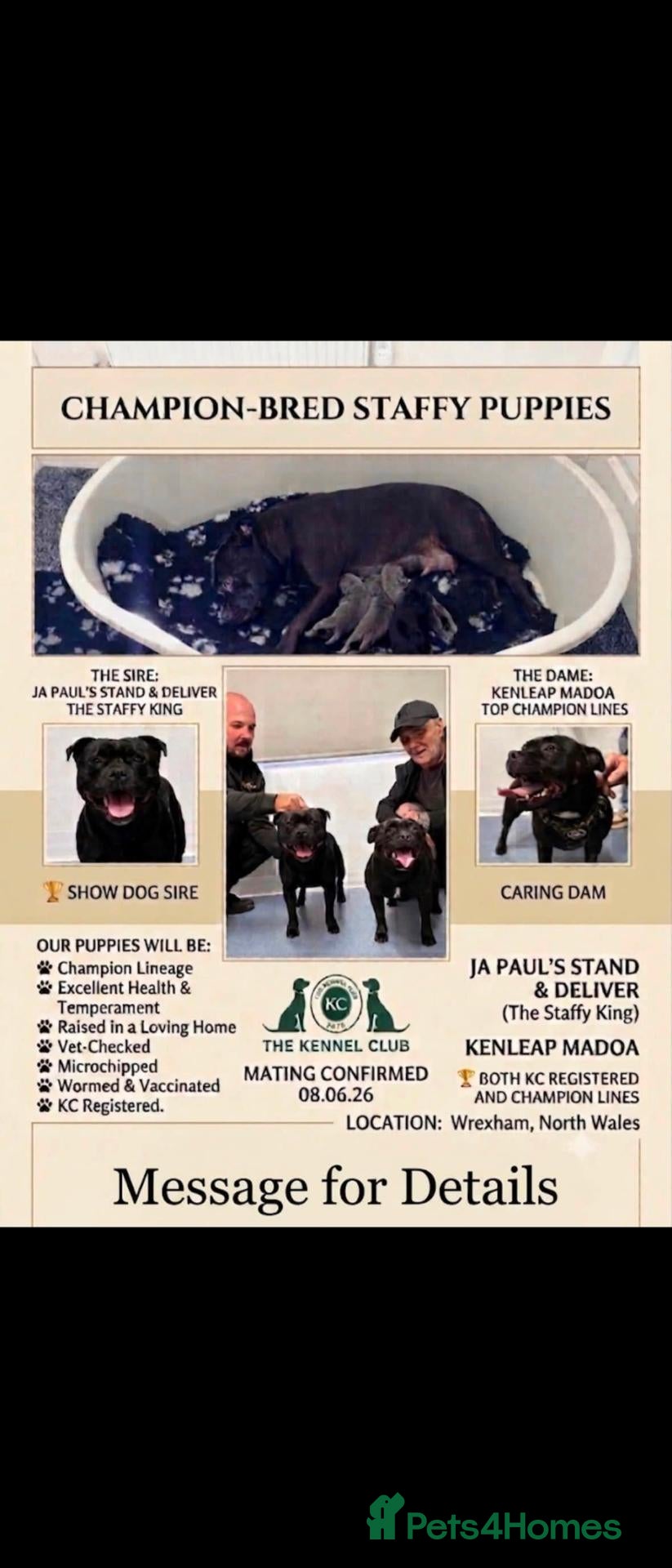 Staffordshire Bull Terrier dogs KC registered Staffordshire bull terrier pup - Advert 5