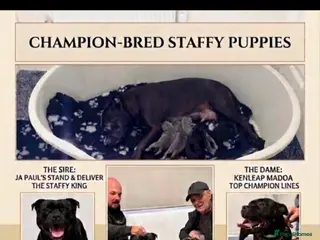 Staffordshire Bull Terrier dogs KC registered Staffordshire bull terrier pup - Advert 14