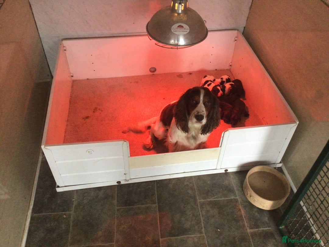 Cocker Spaniel dogs for sale: Working Cocker Spaniel Puppies - Advert 5