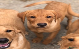 Labrador Retriever dogs for sale: 1 FOXRED LABRADOR PUPPY 5* Licensed breeder - Image 11