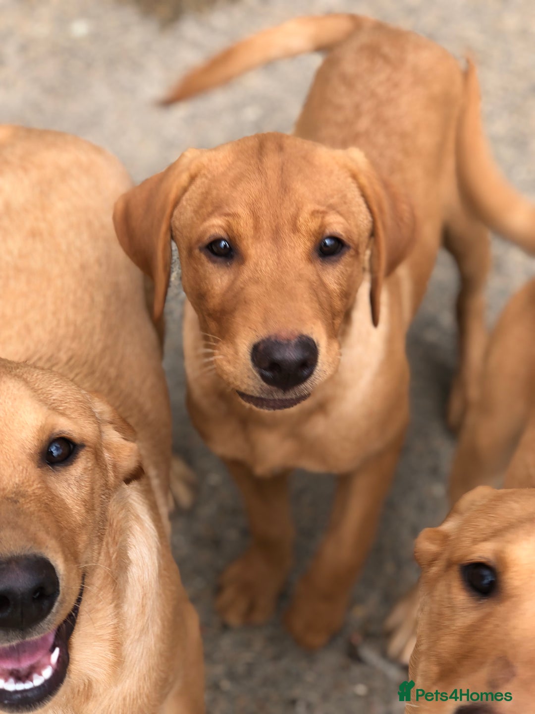 Labrador Retriever dogs for sale: 1 FOXRED LABRADOR PUPPY 5* Licensed breeder - Image 11