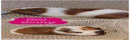 Guinea Pig rodents for sale: Guinea pig babies  - Advert 3