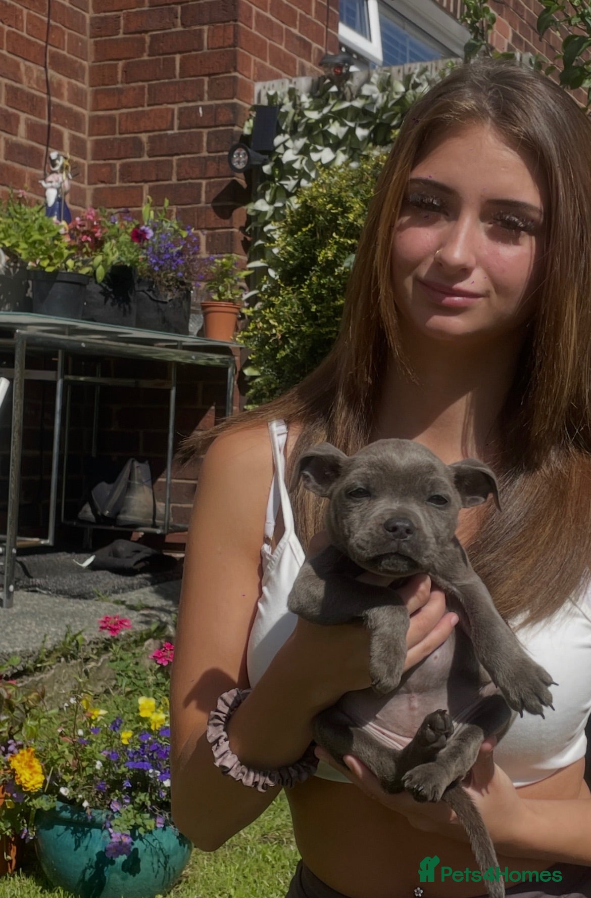 Staffordshire Bull Terrier dogs Stunning Blue Girl 🔥❤️🔥Ready to go🐾 - Advert 2