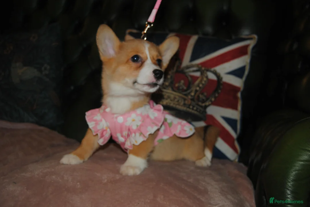 Welsh Corgi Pembroke dogs for sale: Are Beautiful Girls Storm/Darling/Petal - Advert 12