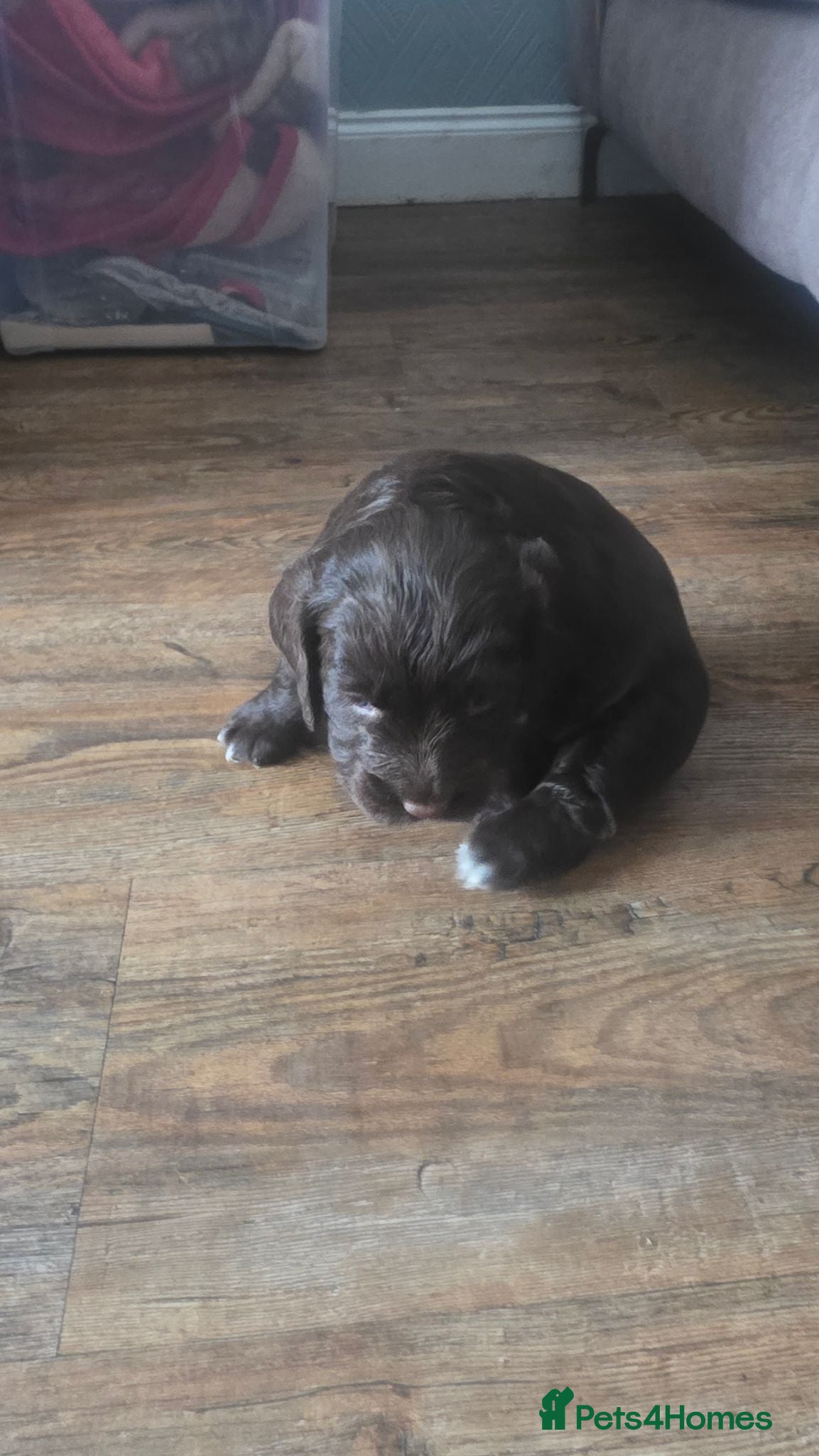 Cocker Spaniel dogs black female cocker  - Advert 21