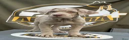 Mixed Breed dogs for sale: Lovely Merle puppy’s looking for his forever Home in Enfield - Advert 15