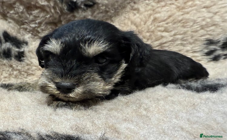 Miniature Schnauzer dogs - Advert 4