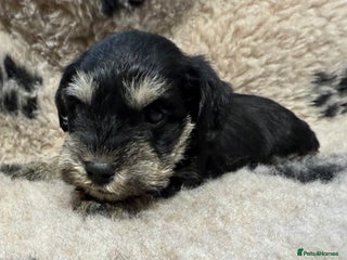 Miniature Schnauzer dogs - Advert 2