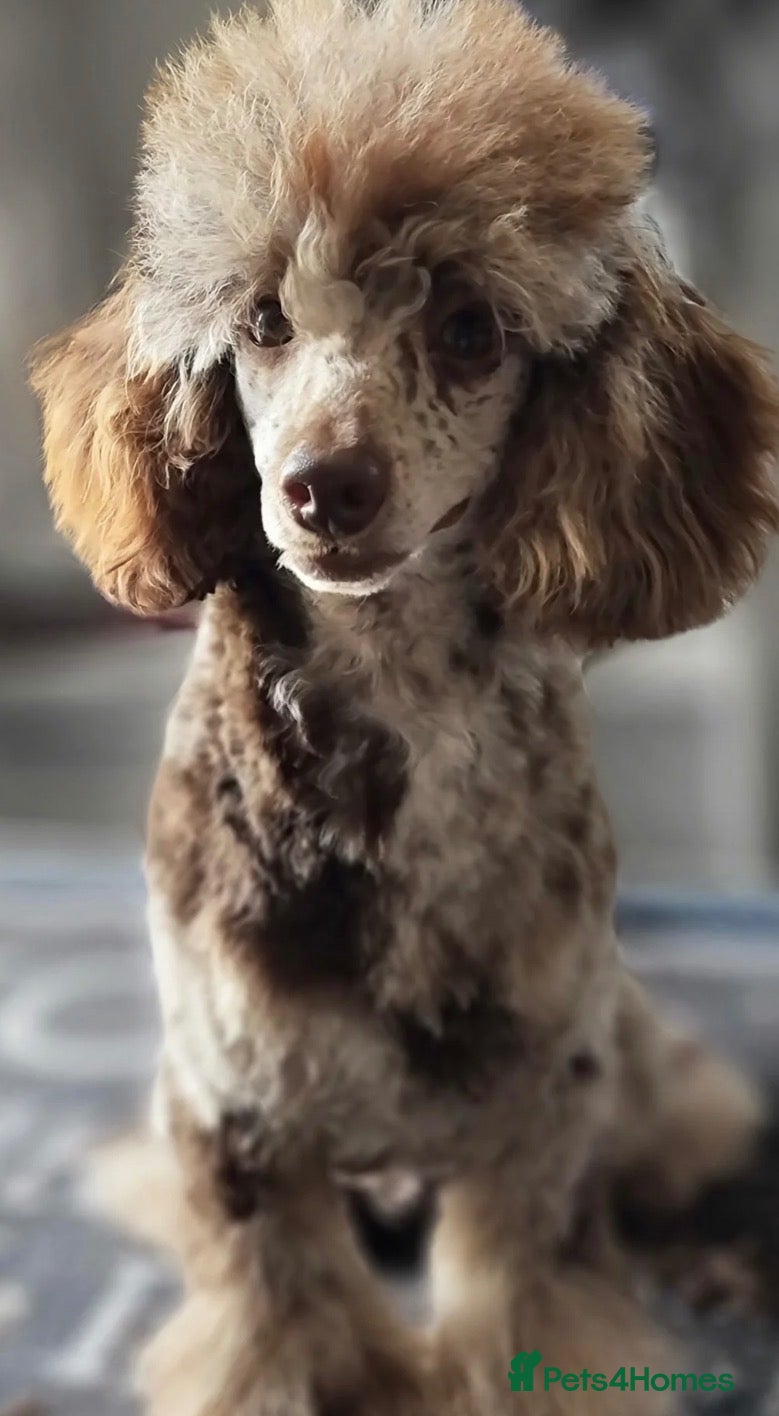 Bordoodle dogs F3b Golden Merle bordoodle minature boy - Advert 2
