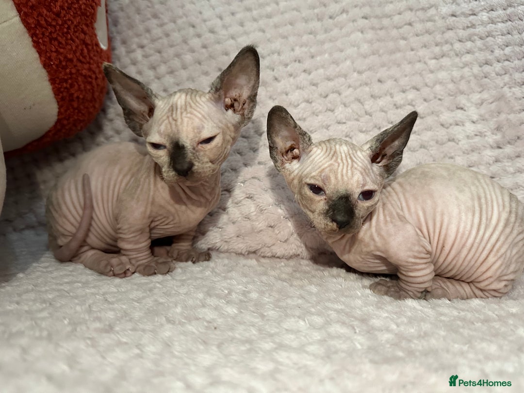 Sphynx cats for sale: Bambino kittens Ready now! - Advert 11