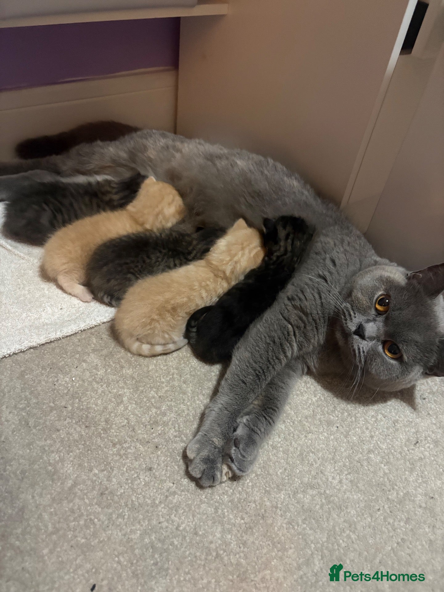 Mixed Breed cats British shorthair mix kittens ❤️ - Advert 15