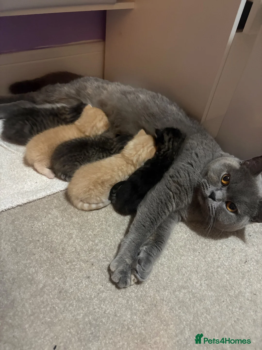 Mixed Breed cats for sale: British shorthair mix kittens ❤️ - Advert 1