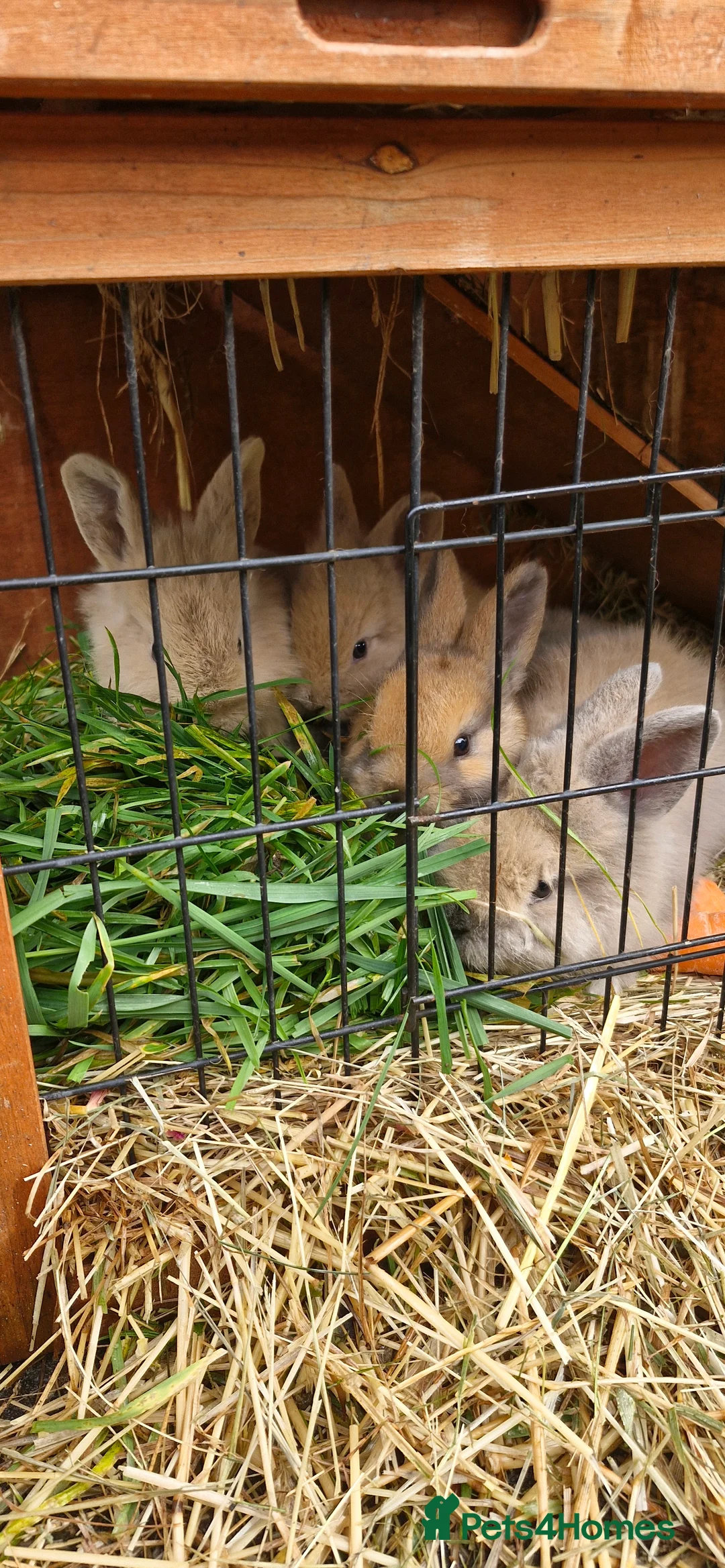 Mini Lion Lop rabbits for sale: Baby mini lop and lionhead - Advert 1