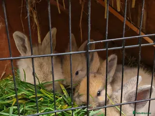 Mini Lion Lop rabbits Baby mini lop and lionhead - Advert 4
