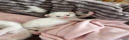 Mixed Breed cats for sale: Kittens - Advert 2