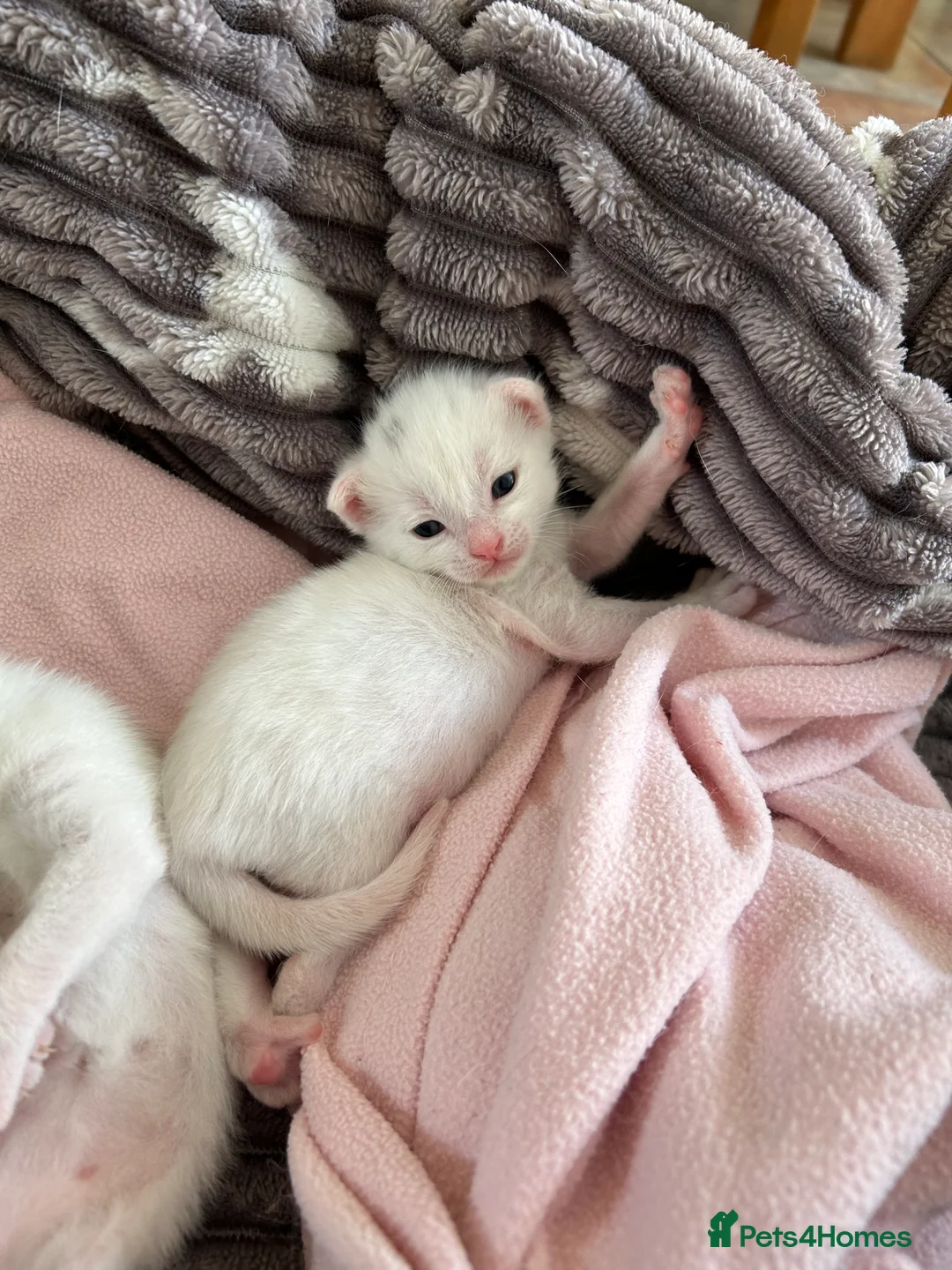 Mixed Breed cats for sale: Kittens - Advert 2