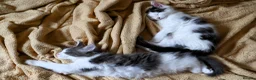 Mixed Breed cats for sale: 🐱 Beautiful Half Maine Coon Kitten For Sale in Llanfairpwllgwyngyll - Advert 8