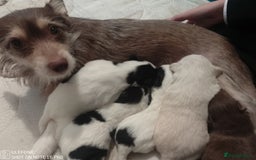 Mixed Breed dogs for sale: Jack Russel x Pomeranian  - Image 7
