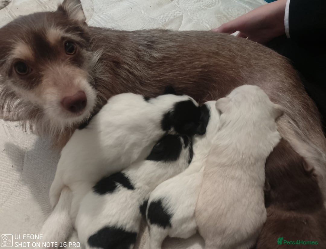 Mixed Breed dogs for sale: Jack Russel x Pomeranian  - Image 7