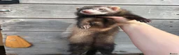 Ferret rodents for sale: ANGELICFERRETS. ONLY 1 semi JILL LEFT. READY NOW - Advert 2
