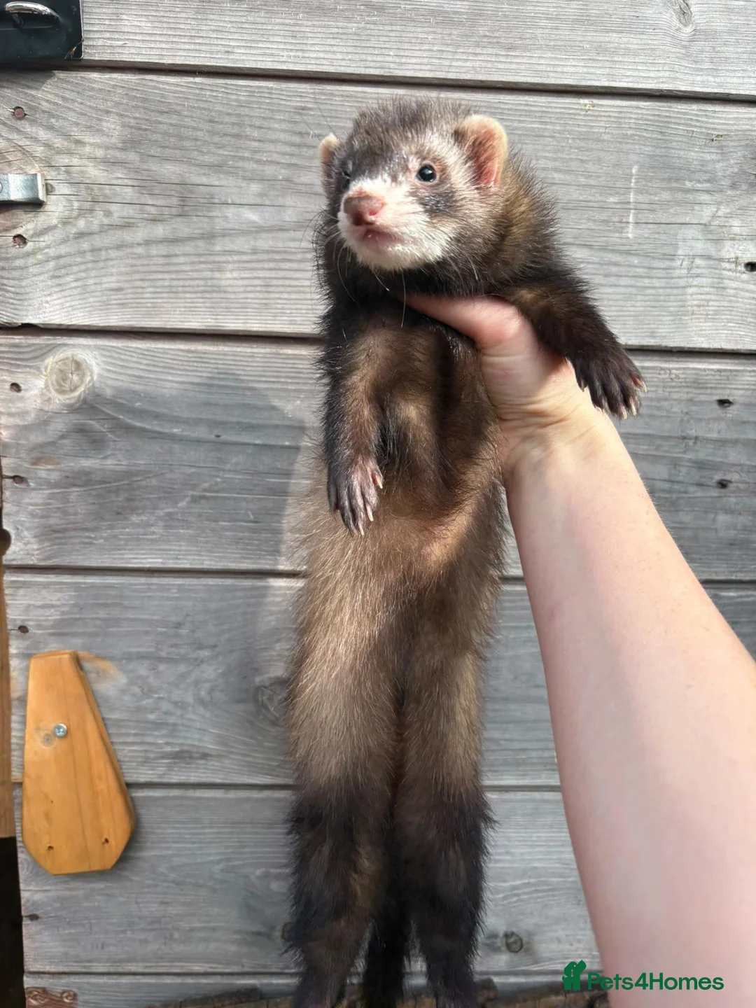 Ferret rodents for sale: ANGELICFERRETS. ONLY 1 semi JILL LEFT. READY NOW - Advert 2