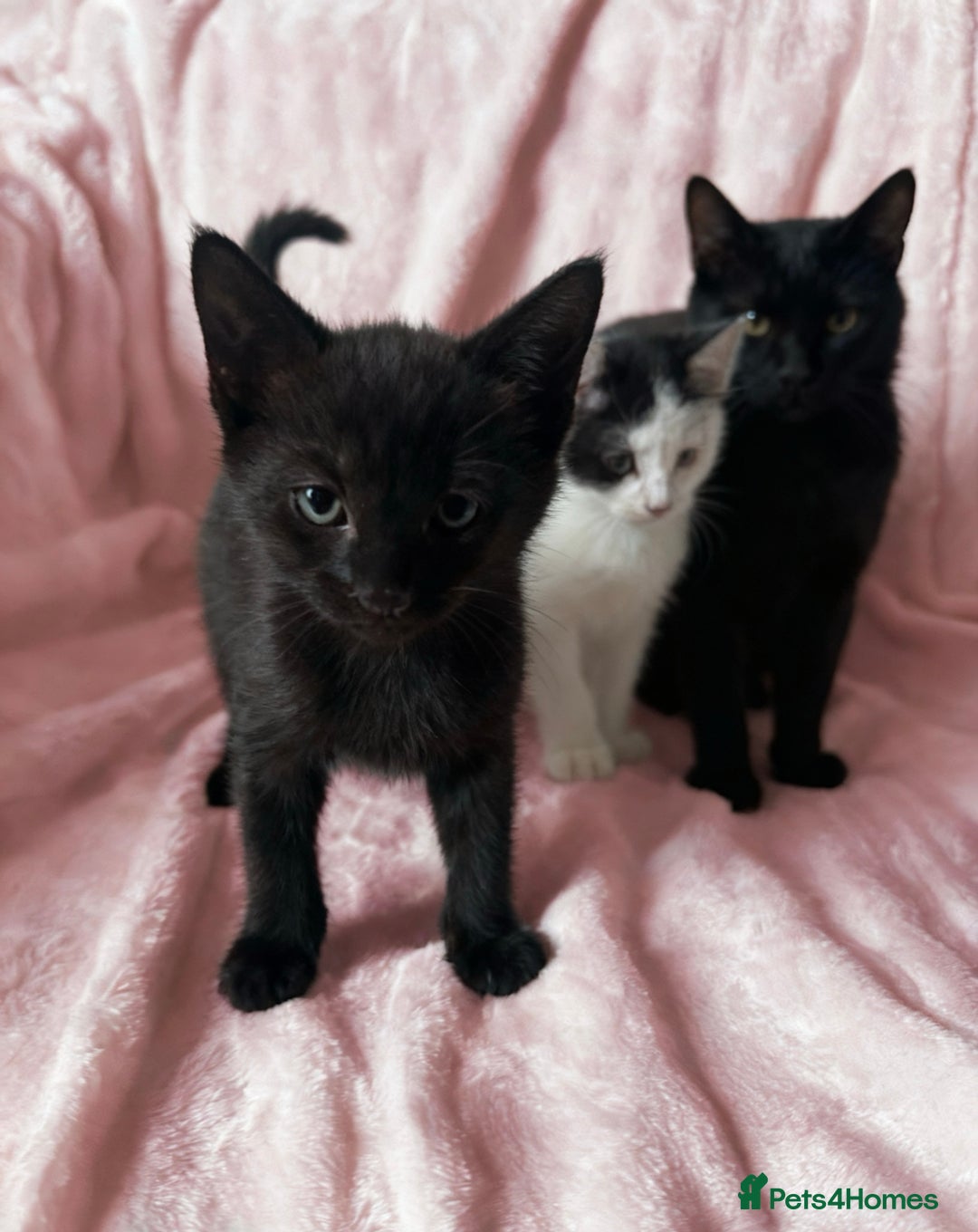 Mixed Breed cats for sale: 4 Adorable Kittens - Ready for New Home🩷🩵 - Image 4