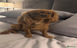 Cavapoo dogs for sale: F1 Cavapoo Puppies – Ready from 19th October - Image 3