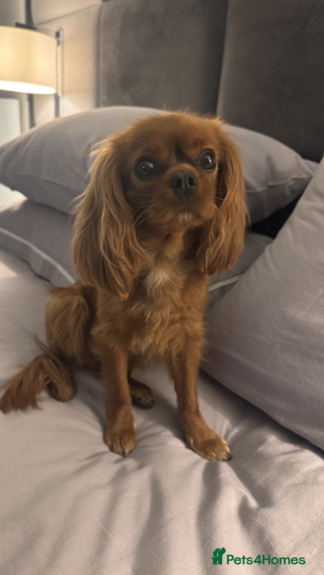 Cavapoo dogs for sale: F1 Cavapoo Puppies – Ready from 19th October - Image 3