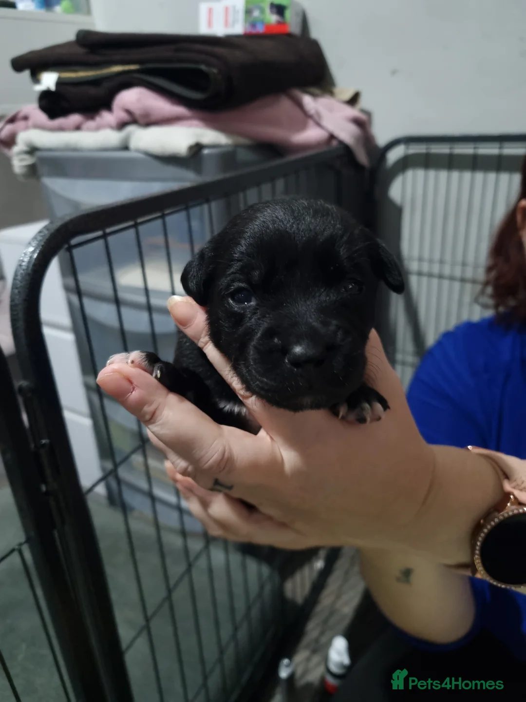 Mixed Breed dogs for sale: 3 xx Stunning Girls Left Staffador Puppies  - Advert 15