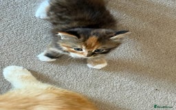 Mixed Breed cats for sale: One boy and one girl Kittens  - Image 3