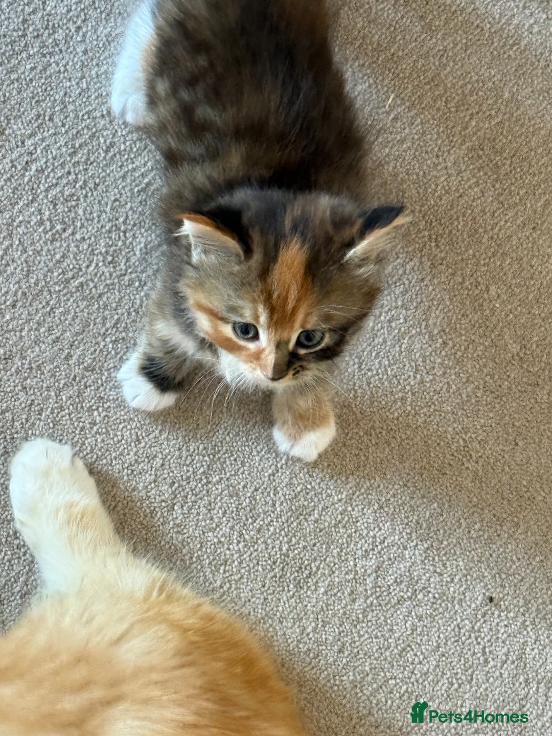Mixed Breed cats for sale: One boy and one girl Kittens  - Image 3
