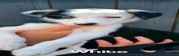Border Collie dogs for sale: Litter of 6 beautiful male border collie puppies. - Advert 5