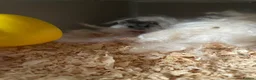 Hamster rodents for sale: Russian dwarf hamster  in Kilmarnock - Advert 3