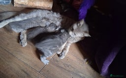 Mixed Breed cats for sale: Awesome Spotty Dotty Silver  Blue Bengal x Kittens - Image 39