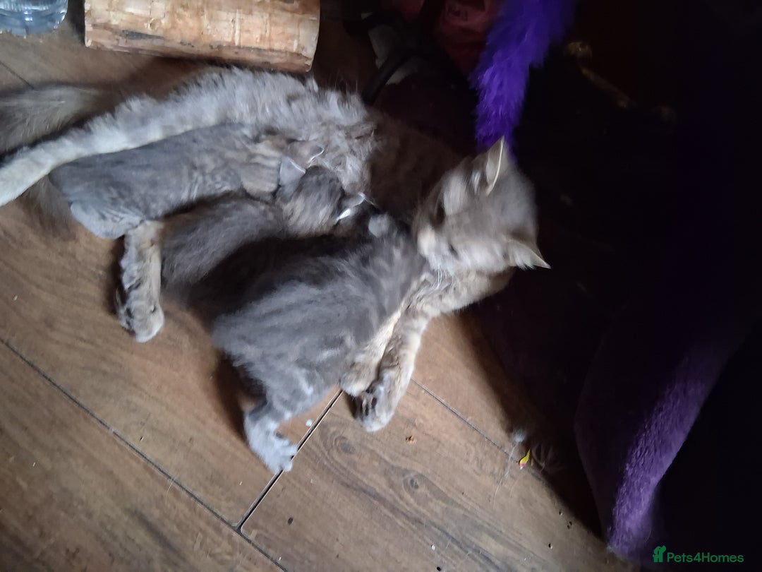 Mixed Breed cats for sale: Awesome Spotty Dotty Silver  Blue Bengal x Kittens - Image 39