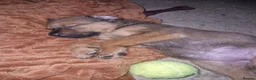 Mixed Breed dogs for sale: Large Crossbreed Puppies  in Keighley - Advert 6
