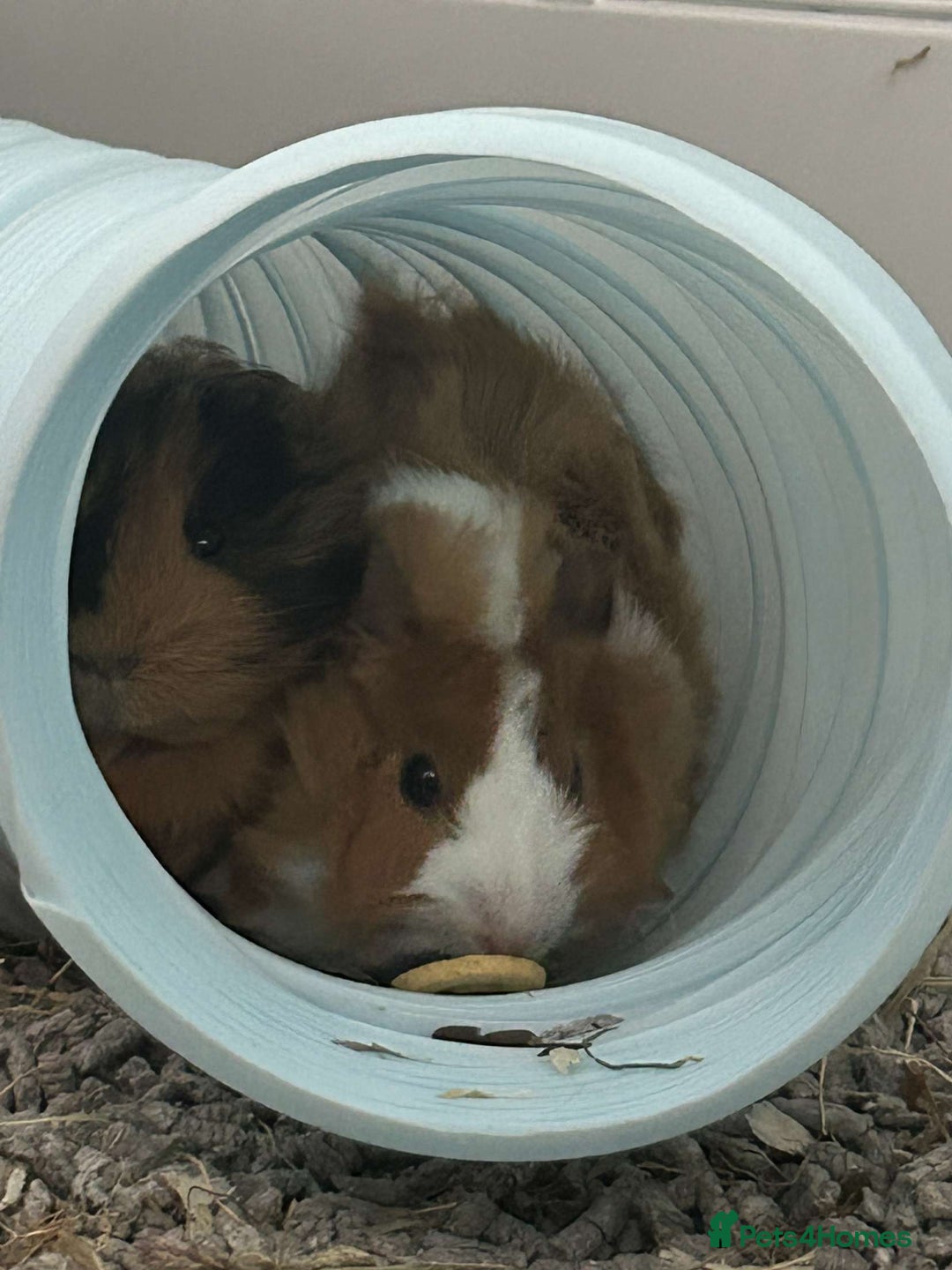 Guinea Pig rodents for sale: Two male guinea pigs needing good home - Image 8