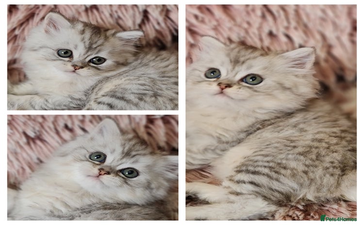 Persian cats - Advert 3