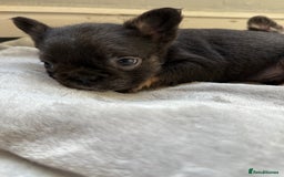French Bulldog dogs for sale: Fluffy French Bulldogs 4 boys left  - Image 10