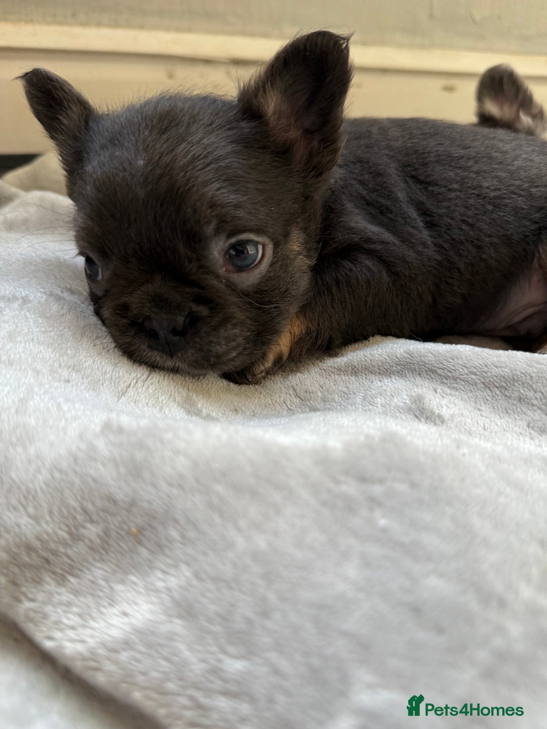 French Bulldog dogs for sale: Fluffy French Bulldogs 4 boys left  - Image 10