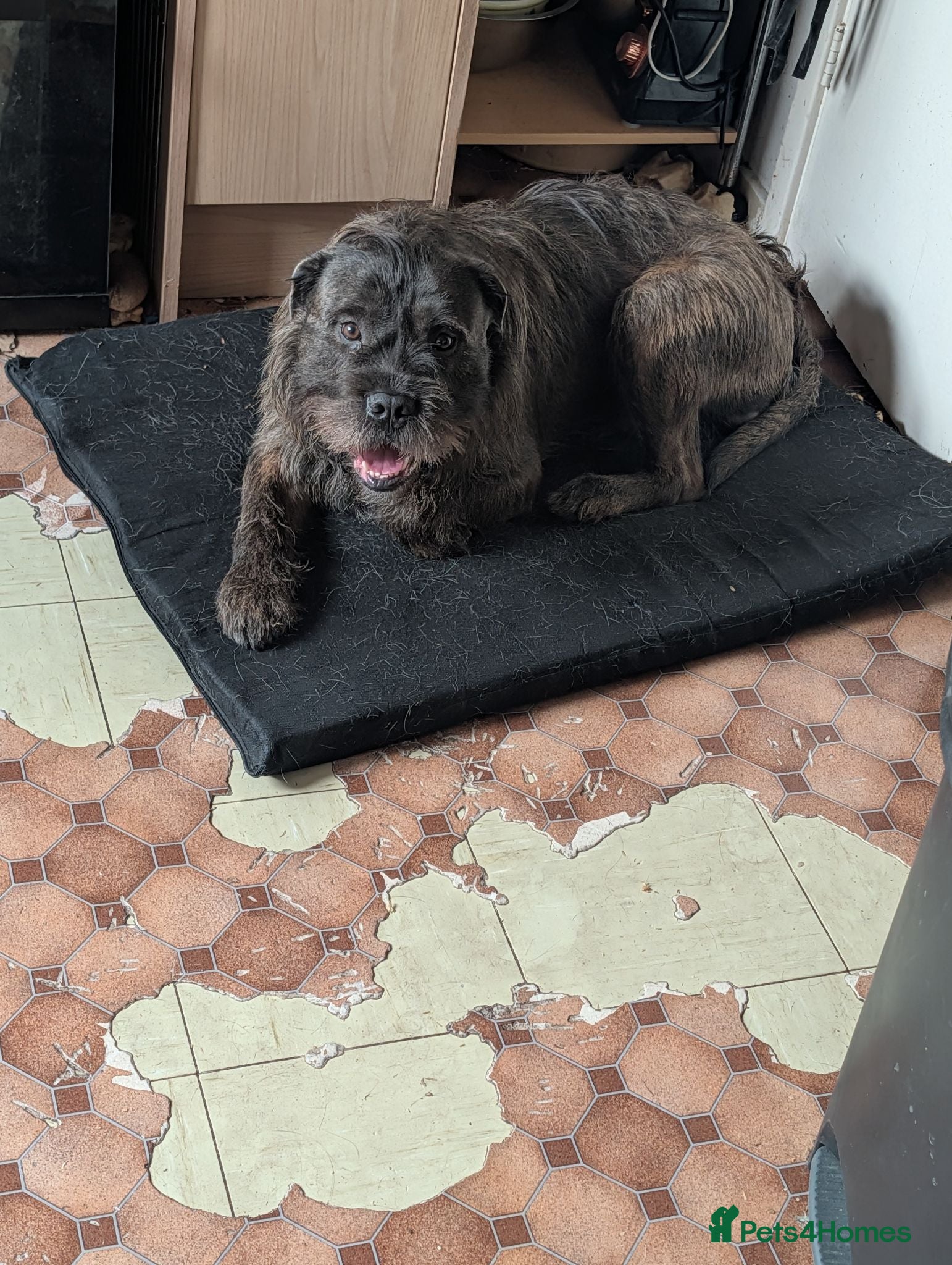 Mixed Breed dogs Rehoming - Advert 11