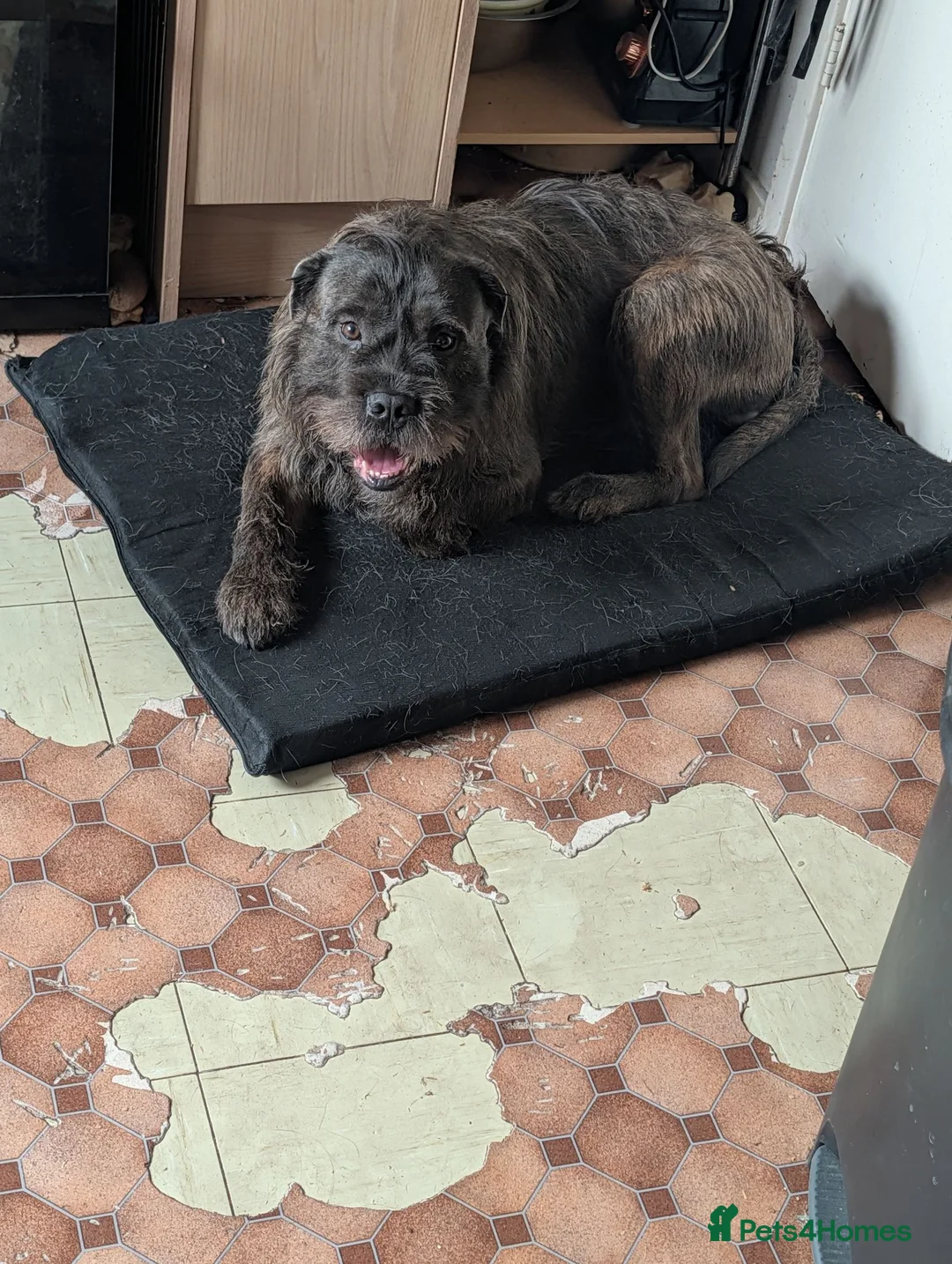 Mixed Breed dogs for sale: Rehoming - Advert 1