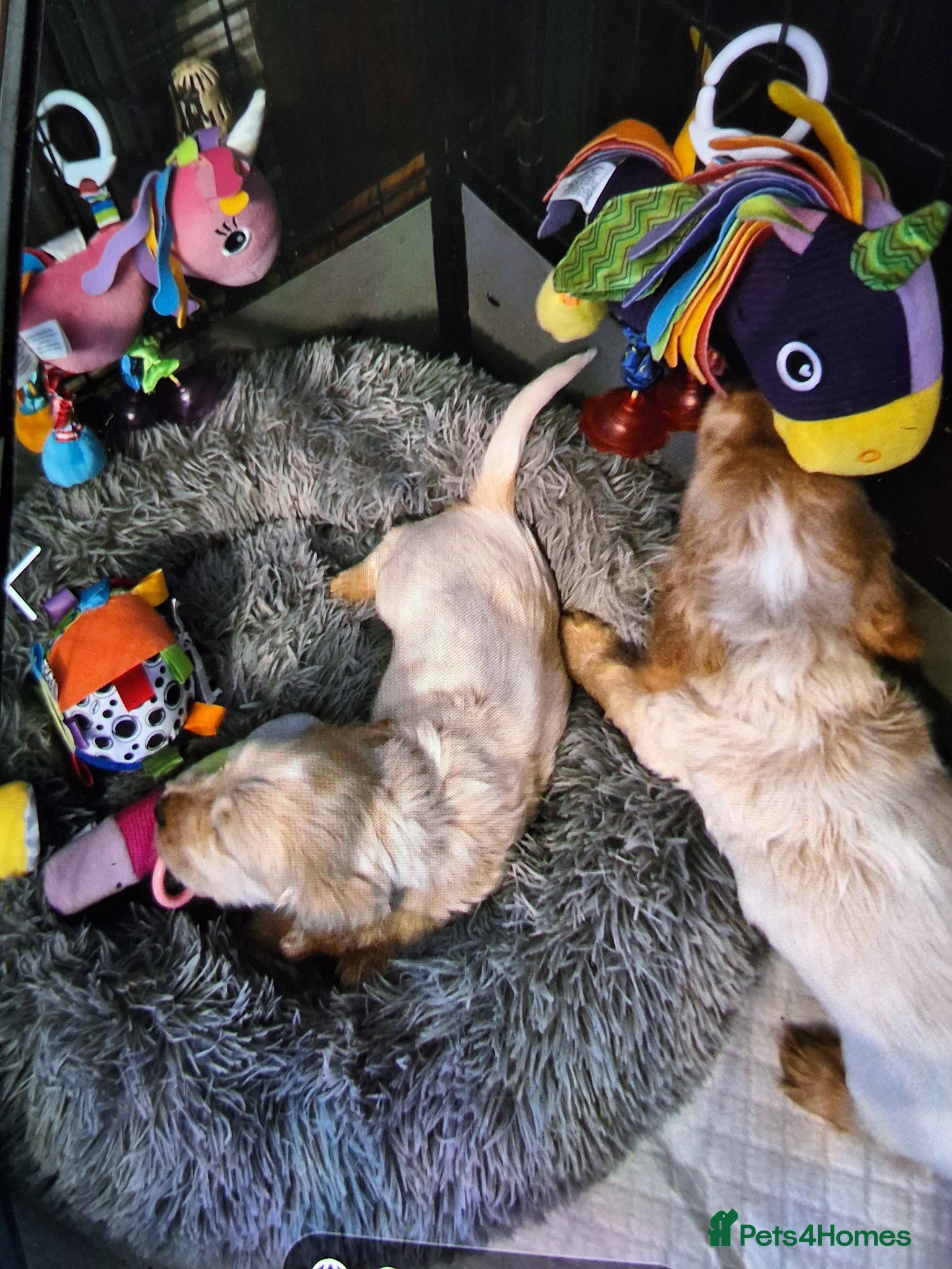 Cocker Spaniel dogs KC registered Show Cocker - Advert 2