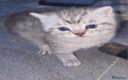 British Shorthair cats for sale: Adorable British Shorthair Kittens–Ready for Home! - Image 8