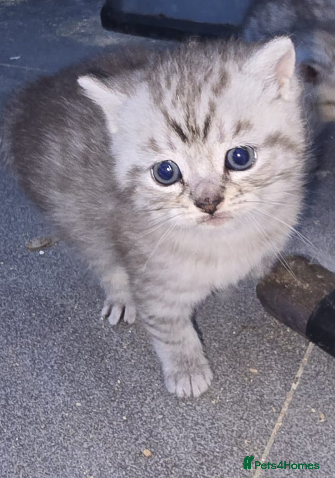 British Shorthair cats for sale: Adorable British Shorthair Kittens–Ready for Home! - Image 8