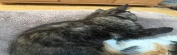 Maine Coon cats for sale: Wednesday is still looking for her forever home  - Advert 25