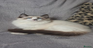 Ragdoll cats - Advert 5