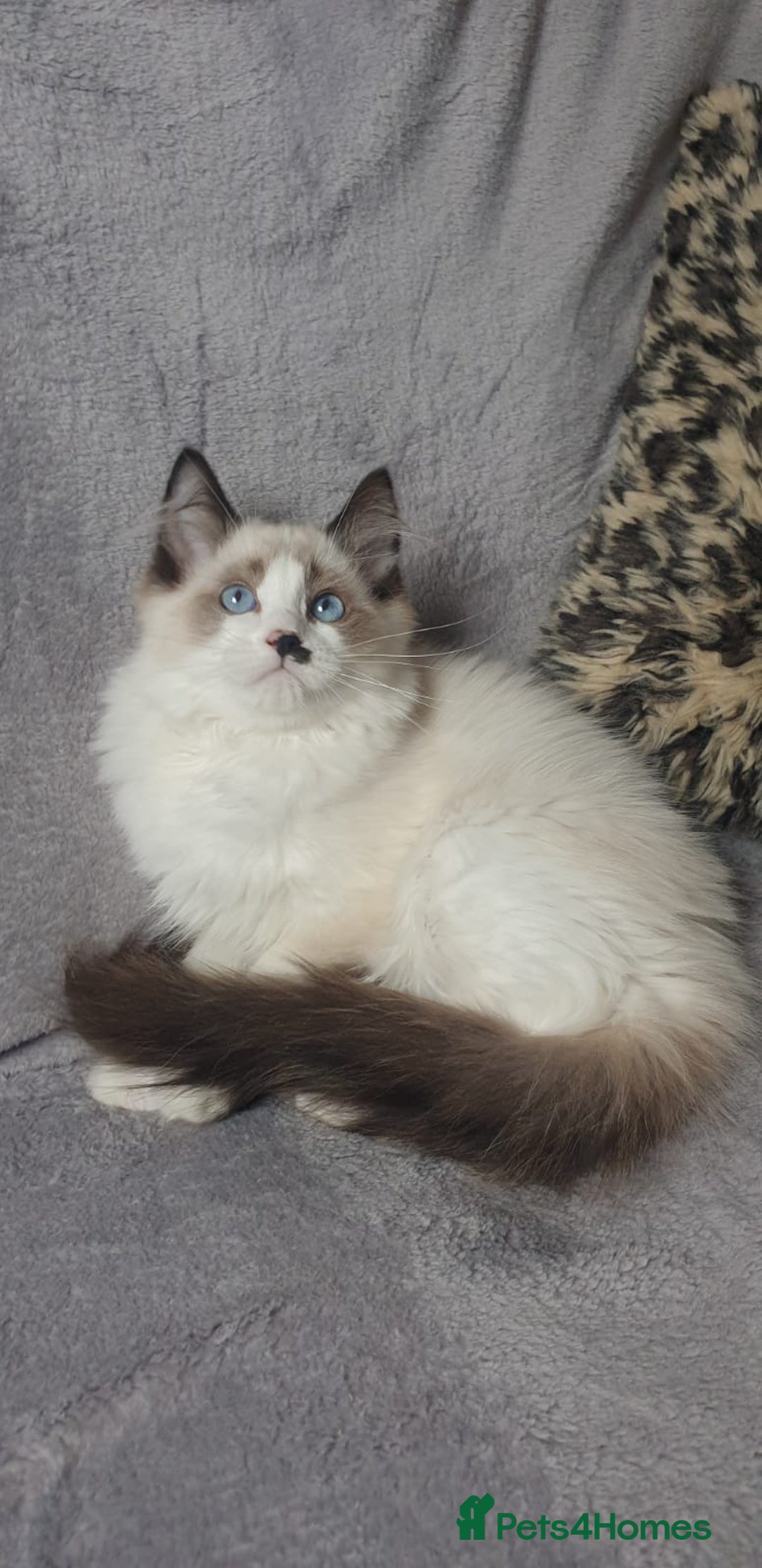 Ragdoll cats for sale: 💖Beautiful GCCF Registered Ragdoll Kittens. - Image 3